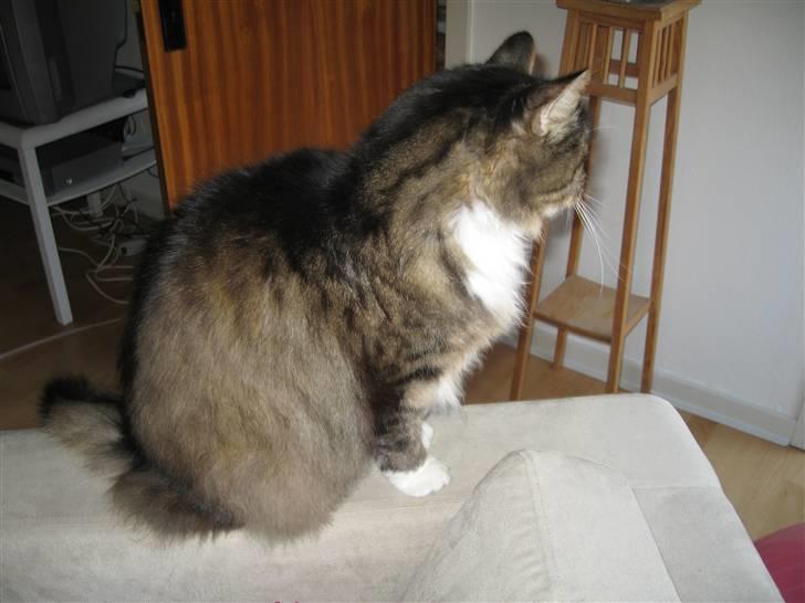 Norsk Skovkat Lille John *DØD* billede 5