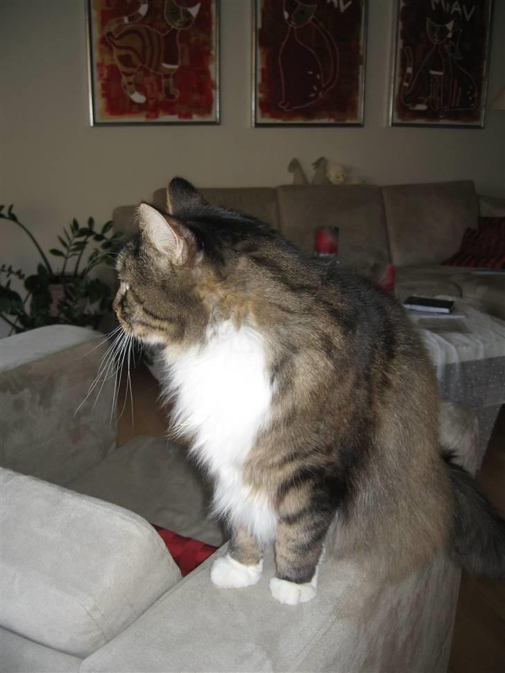 Norsk Skovkat Lille John *DØD* billede 6