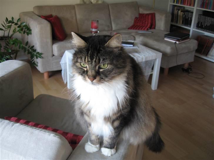 Norsk Skovkat Lille John *DØD* billede 7