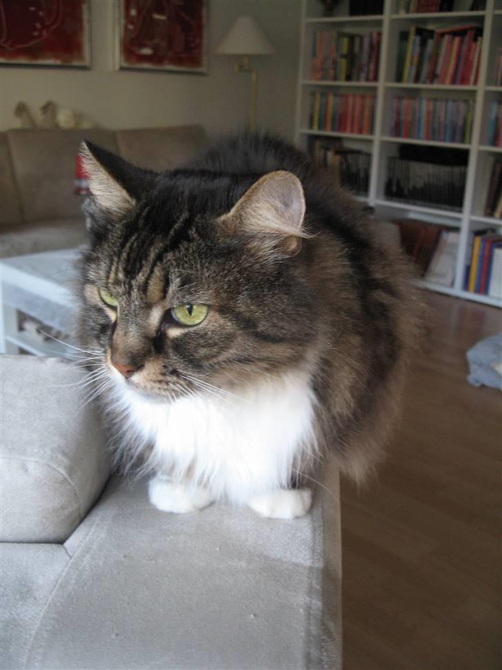 Norsk Skovkat Lille John *DØD* billede 8