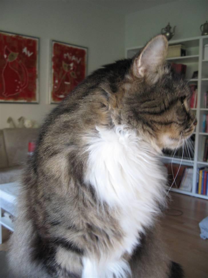 Norsk Skovkat Lille John *DØD* billede 9
