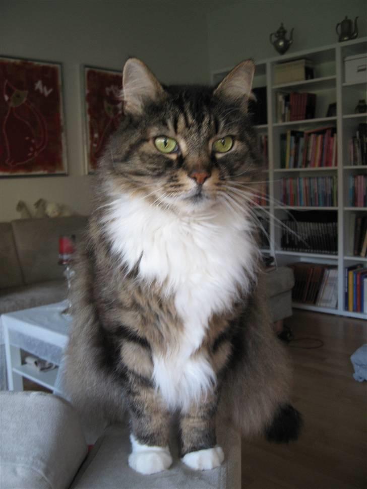 Norsk Skovkat Lille John *DØD* billede 10