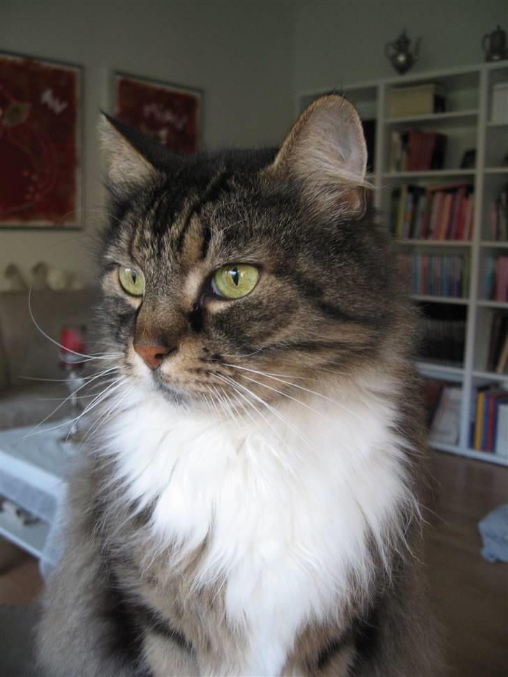 Norsk Skovkat Lille John *DØD* billede 11