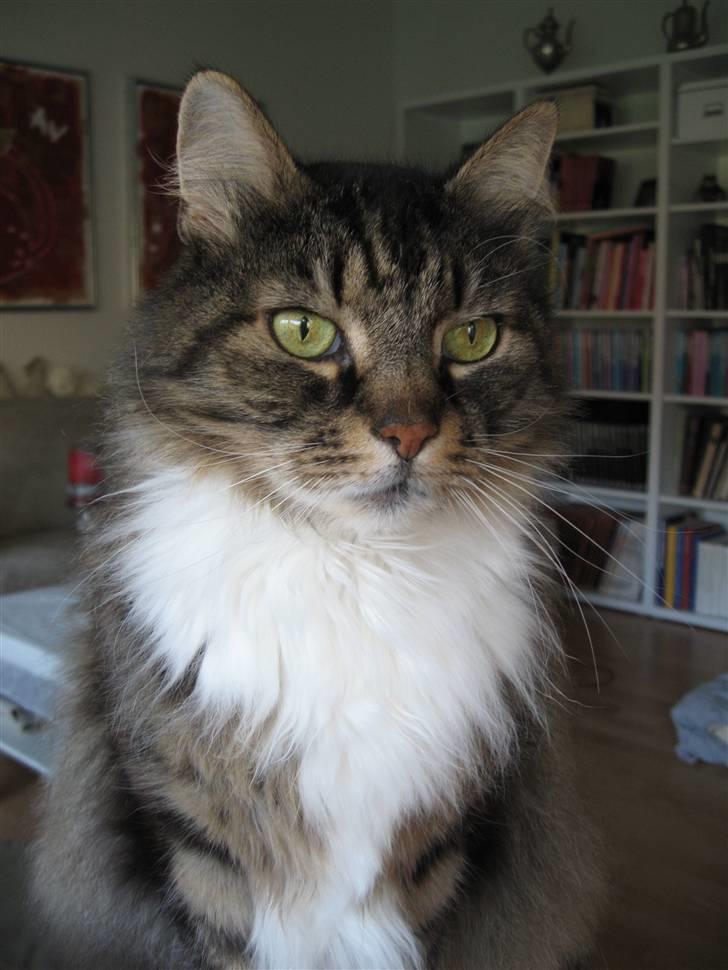 Norsk Skovkat Lille John *DØD* billede 12