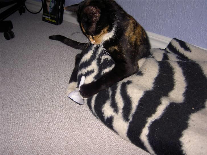 Blanding af racer Tulle - Ifærd med at æde tæppet :S dumme kat :) billede 9