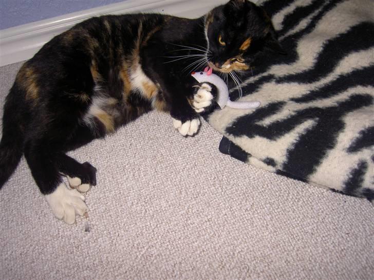 Blanding af racer Tulle billede 10