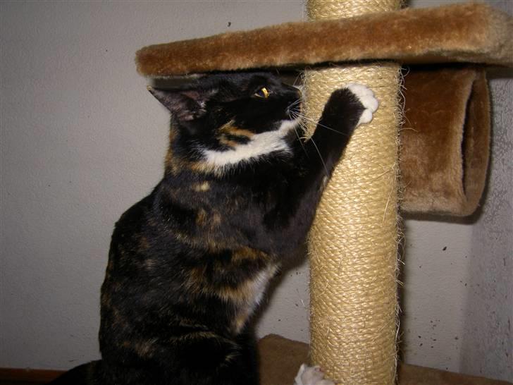 Blanding af racer Tulle billede 11