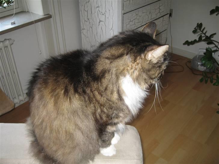 Norsk Skovkat Lille John *DØD* billede 13