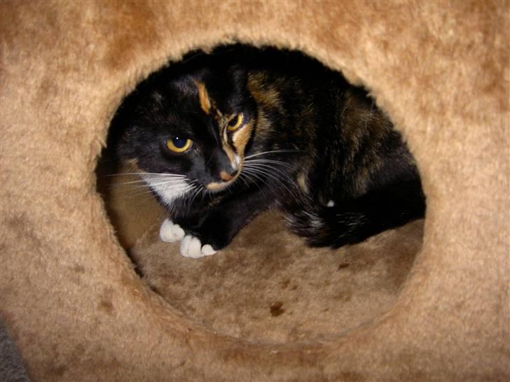 Blanding af racer Tulle billede 12