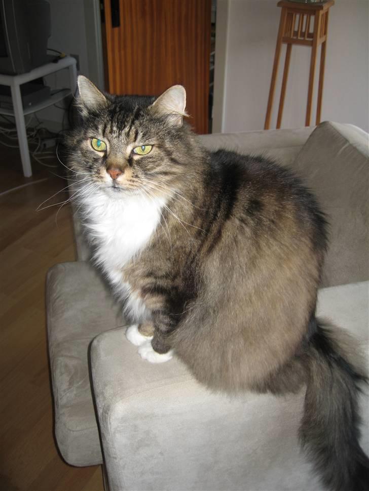 Norsk Skovkat Lille John *DØD* billede 14