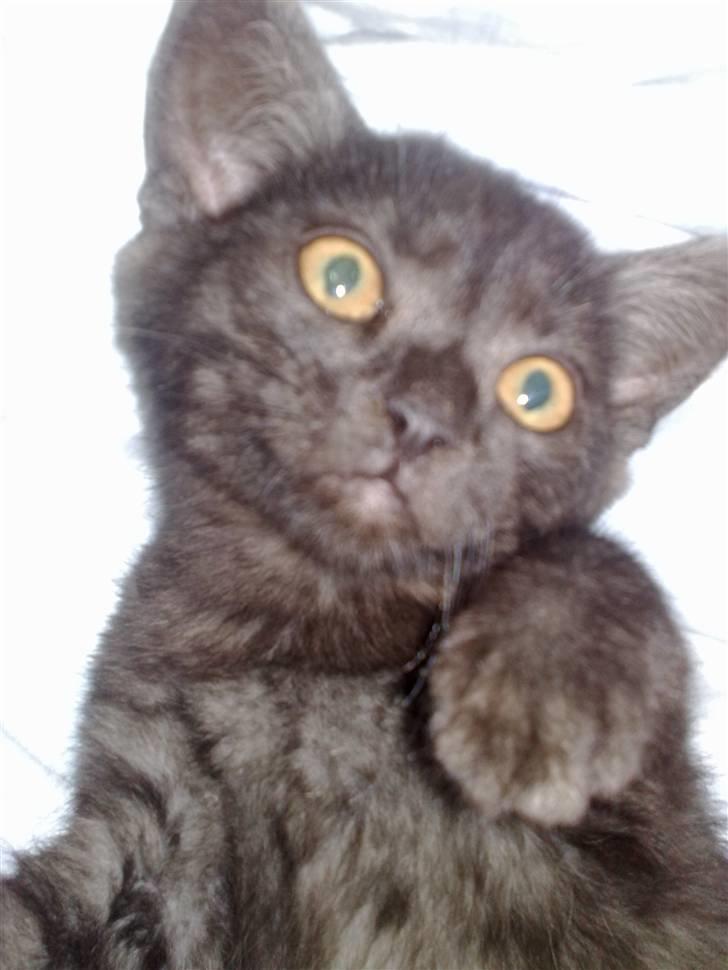 Blanding af racer Misser <3 - Godmorgen.. hehe 26/05 billede 10