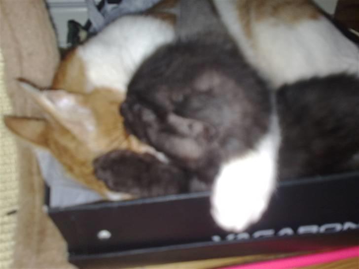 Blanding af racer Misser <3 - Så får Luske lige et bad af Misser, hun er så sød.. også holder Luske også lige om hende, de er et sødt par :) billede 11