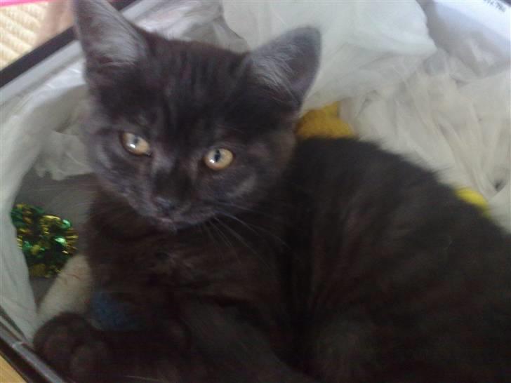 Blanding af racer Misser <3 - ups det var vist Luskes kurv, du har da din egen din frækzak.. billede 12