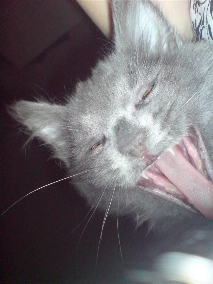 Blanding af racer Sofie billede 6