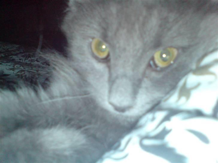 Blanding af racer Sofie billede 7