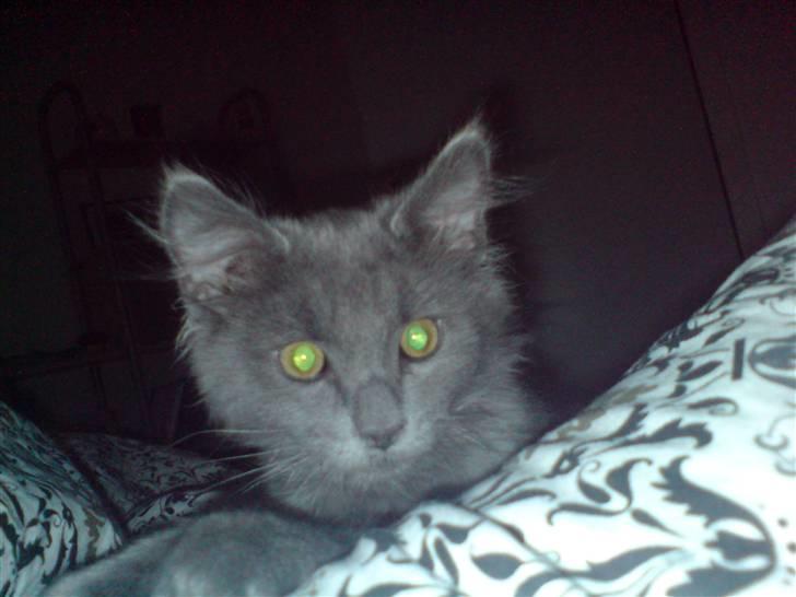 Blanding af racer Sofie billede 8