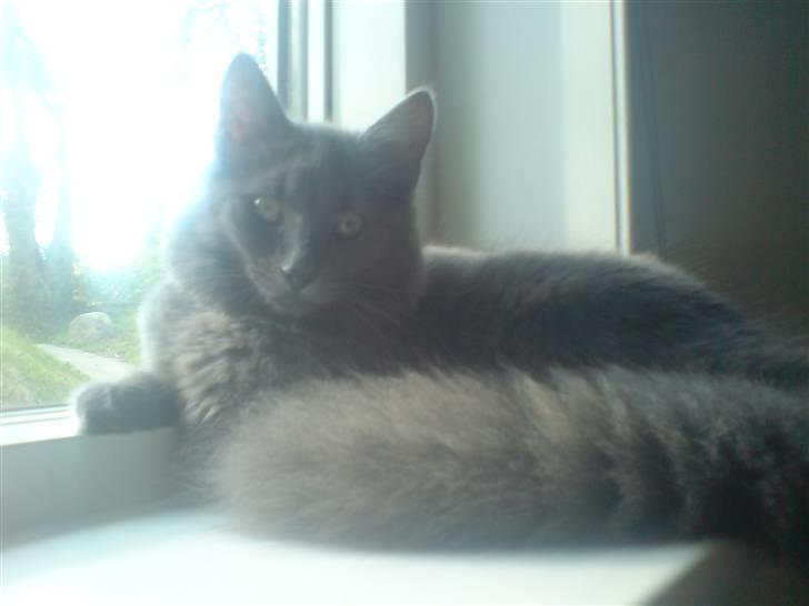 Blanding af racer Sofie billede 9