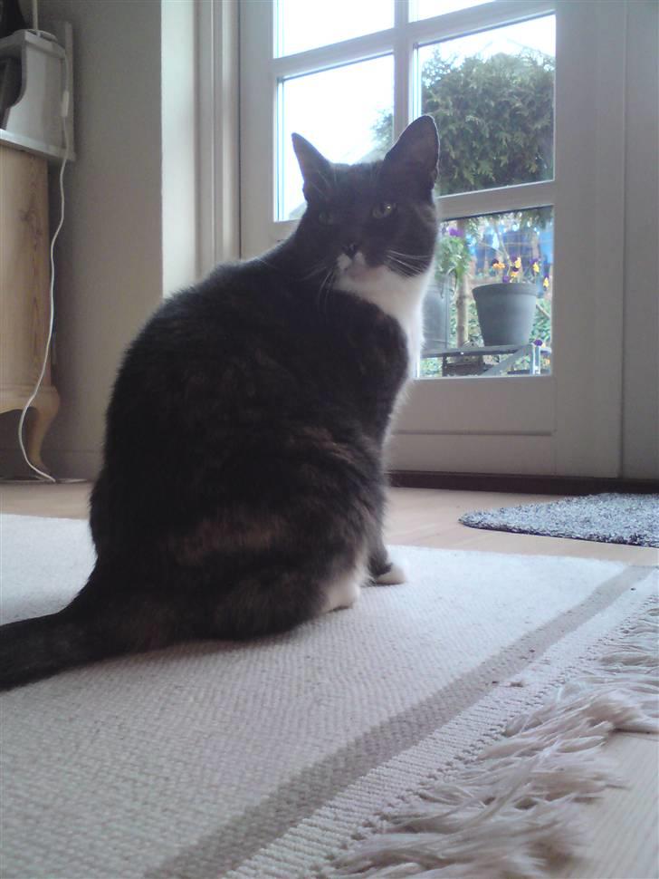 Huskat Tanne - Smukke mis <3 billede 14