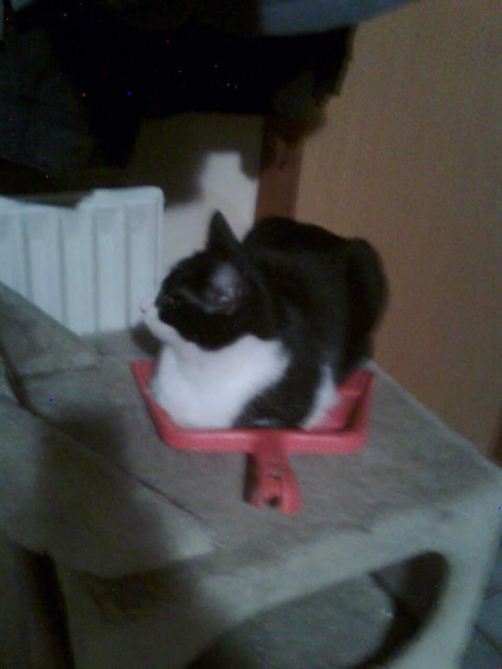 Huskat ¤Masha¤ billede 6