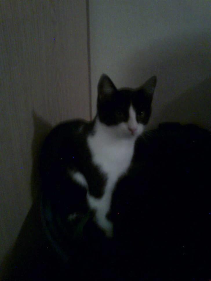 Huskat ¤Masha¤ billede 7