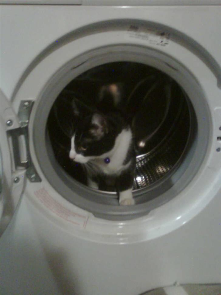 Huskat ¤Masha¤ billede 8