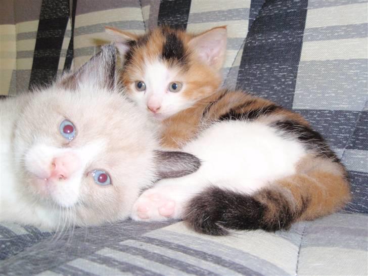 Huskat BaileyxD - SOLGT - hehe han prøver altid at stjæe billedet fra dig hva bailey billede 4