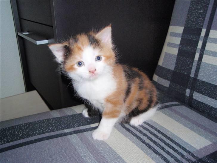 Huskat BaileyxD - SOLGT billede 5