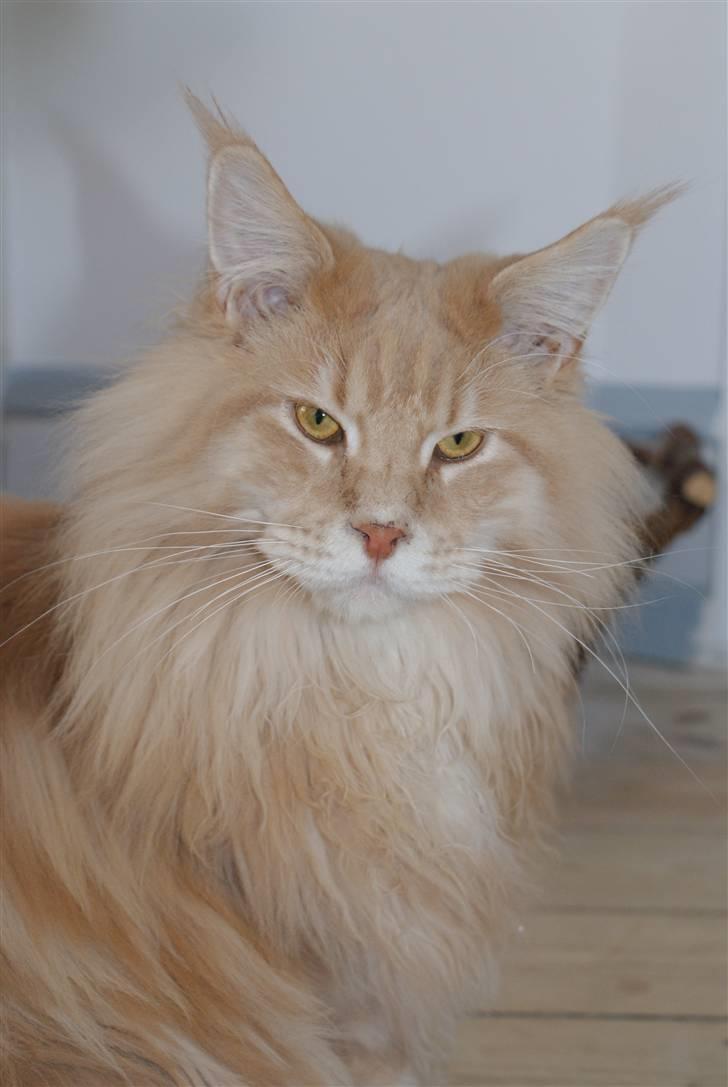 Maine Coon Micharlo`s Dante billede 1
