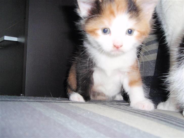 Huskat BaileyxD - SOLGT billede 6