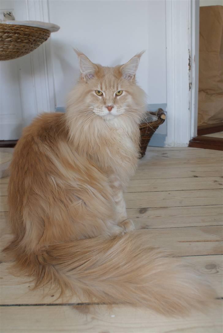 Maine Coon Micharlo`s Dante billede 2