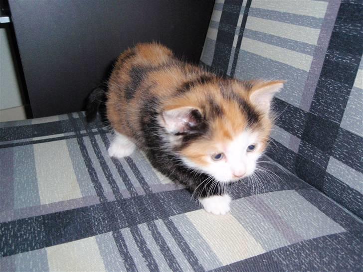 Huskat BaileyxD - SOLGT billede 7