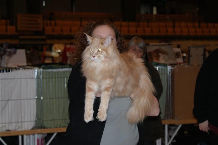 Maine Coon Micharlo`s Dante billede 3