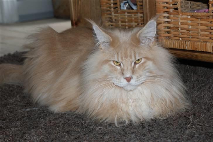 Maine Coon Micharlo`s Dante billede 4