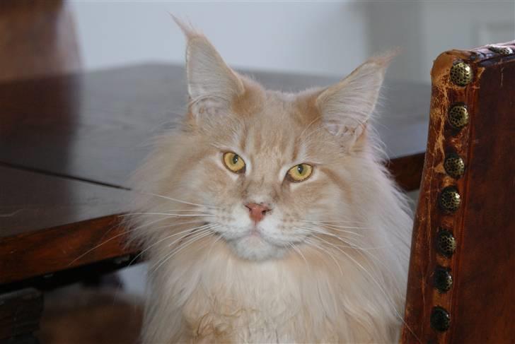 Maine Coon Micharlo`s Dante billede 5