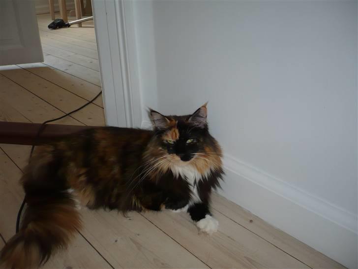 Maine Coon Micharlo`s Fantasy billede 1