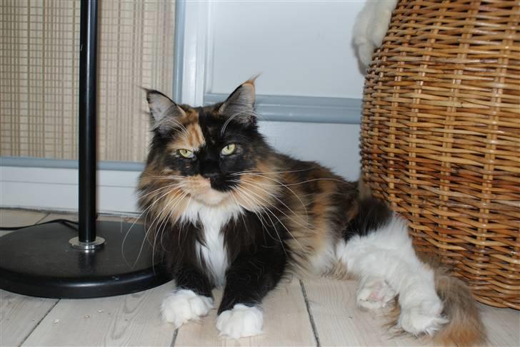 Maine Coon Micharlo`s Fantasy billede 3