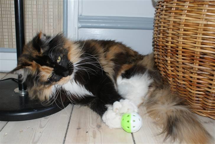 Maine Coon Micharlo`s Fantasy billede 4