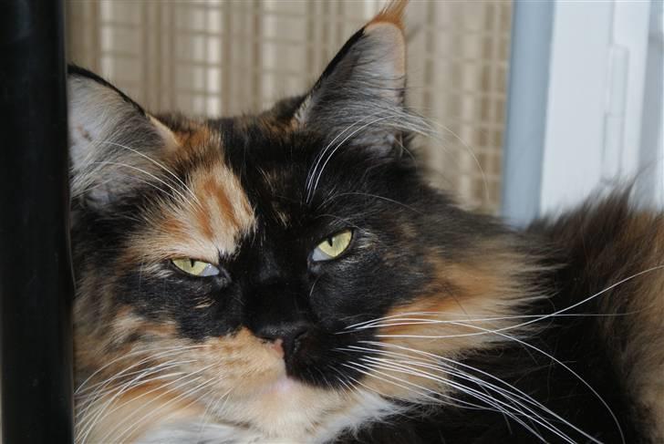 Maine Coon Micharlo`s Fantasy billede 5