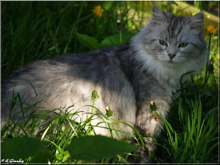 Maine Coon  Zain Marquis Silver Jade billede 14