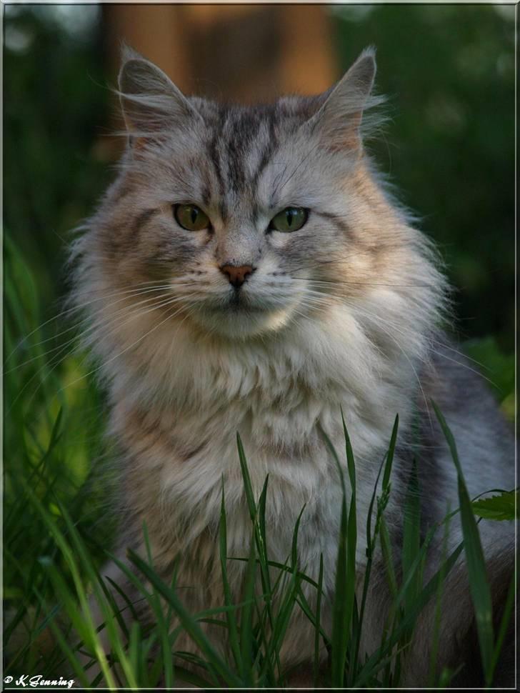 Maine Coon  Zain Marquis Silver Jade billede 15
