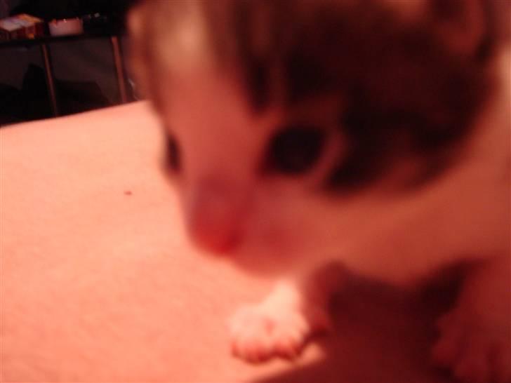 Blanding af racer chocolate bailey billede 8