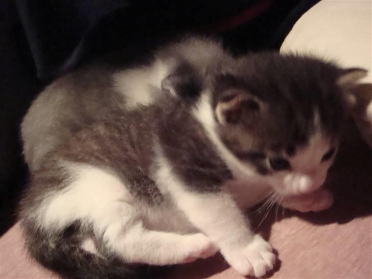 Blanding af racer chocolate bailey billede 9