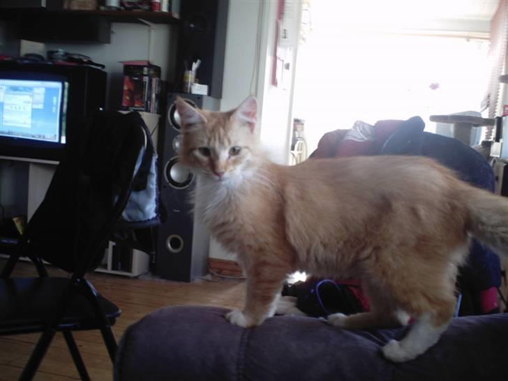 Norsk Skovkat trunte billede 6