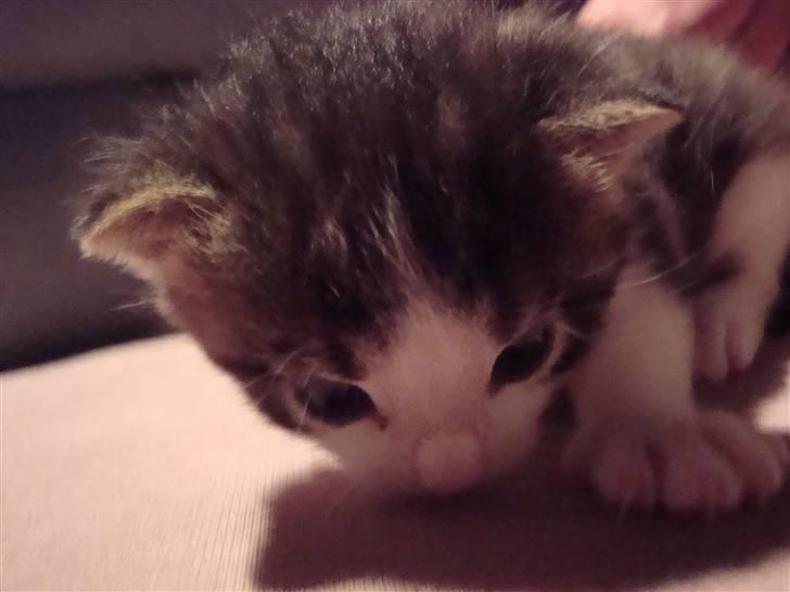 Blanding af racer chocolate bailey billede 10