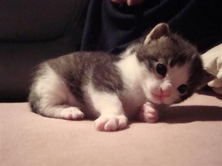 Blanding af racer chocolate bailey billede 11