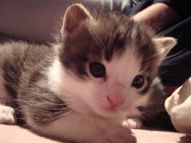 Blanding af racer chocolate bailey billede 12