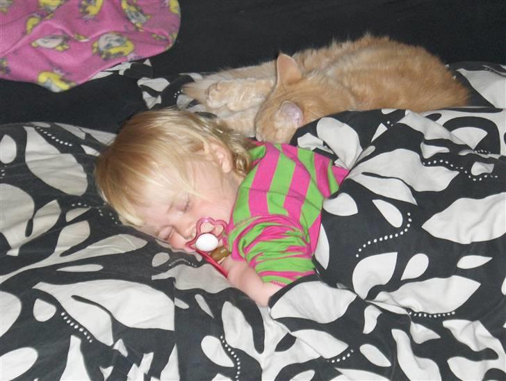 Maine Coon Dreamer (solgt) billede 14