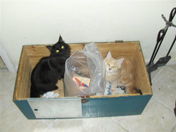 Maine Coon Dreamer (solgt) billede 15