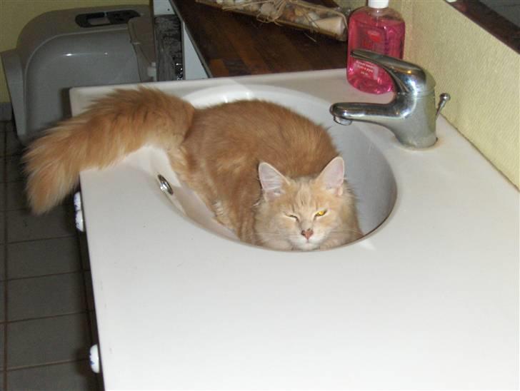 Maine Coon Dreamer (solgt) billede 16