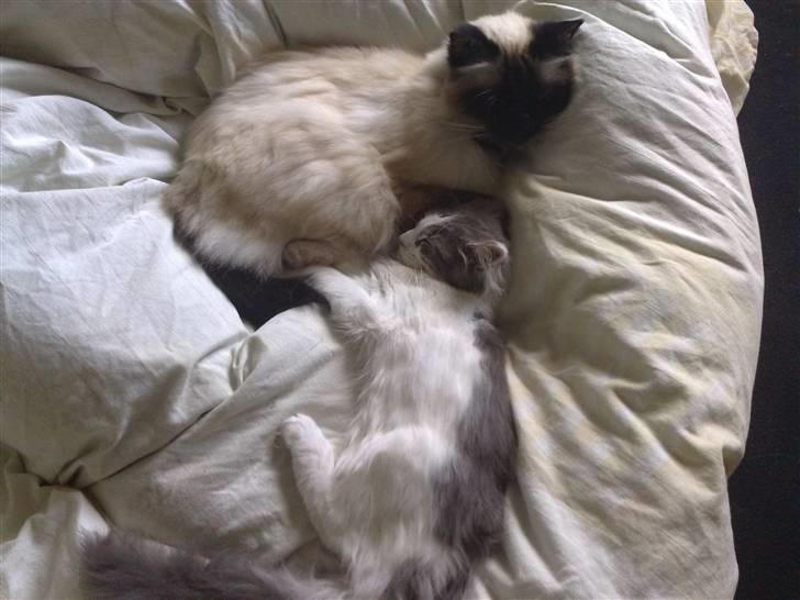 Maine Coon Bianca - 27 maj 2009. Her putter Andy og Bianca sådan rigtig for første gang og Bianca fik også lige en lille vask med på vej af Andy :o) billede 7